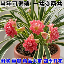 金边吊兰盆栽开花办公室客厅四季开花水土源头工厂一件批发亚马逊