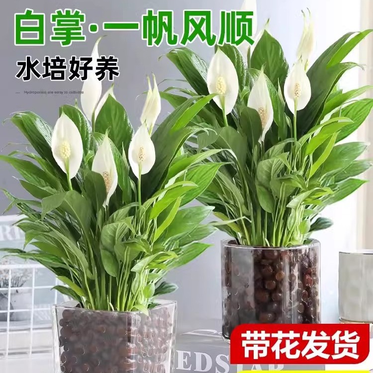 白掌盆栽一帆风顺绿萝箩花卉植物室内花水培红掌绿植发财树吸甲醛