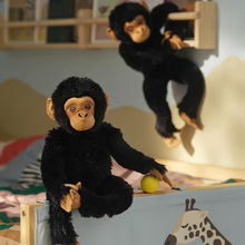 �羳��ƷMeet Punch monkey�M�Ϻ����ձ��J��ë�q��ż����