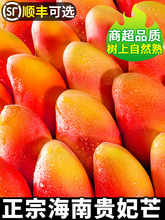 海南贵妃芒新鲜芒果应当季水果树上熟红金玉青辣椒芒现摘大果整箱