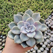 ����ֲ�ﱡ���y��ӡ��ü�p�����Ϙ������϶������ֱ�l���������