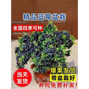 Blueberry Tree Seedlings Potted Blueberry Seedlings with Large Fruits for Planting in the North and South, Cold-Resistant Balcony, Four-Season Extra-Large Fruit Cherries