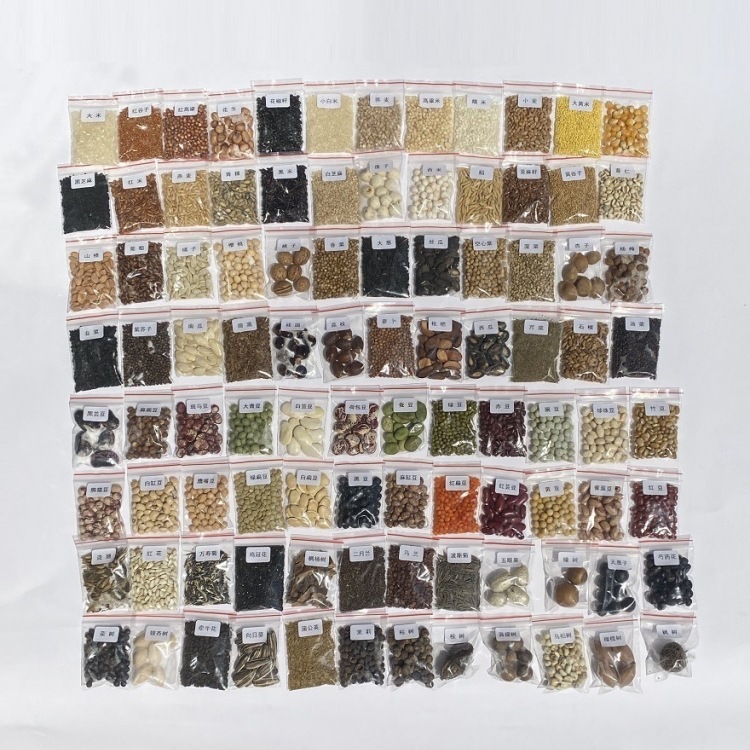 108种科普种子标本蔬菜水果五谷豆标本学生认知幼儿园植物角种子