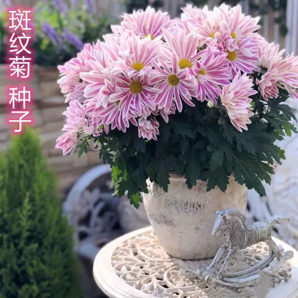 Семена Хризантемы Зебра Украшение Хризантема Ромашка Четыре Сезона Легко жить Семена Цветов Многолетние Балкон Двор Горшечные Растения