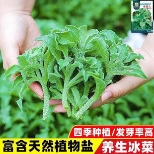 水晶冰菜種籽陽台蔬菜種子大全四季盆栽冰草苗秧秋冬種植青菜種孑