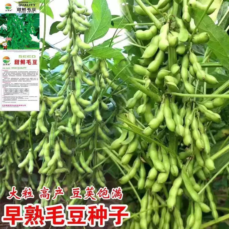 Семена эдамаме, раннеспелые семена эдамаме в больших стручках, высокоурожайная четырехсезонная зеленая фасоль, свежая фасоль, семена весенних овощей.