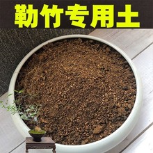 勒竹盆景绿植四合院盆景营养传统土酸性红土壤勒竹土植物装饰