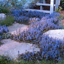 ��ʮ���ν�ǲݶ໨�޸�ֲ��������͟��ͺ�ͥԺ�G���ļ�