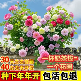 对联/春联;蓝牙音箱;搅拌机