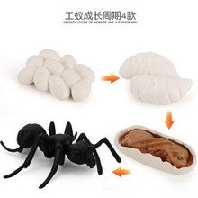 �羳����J֪���С����ģ�ͷ������ܺ�������Λρ�������ڽ̾�