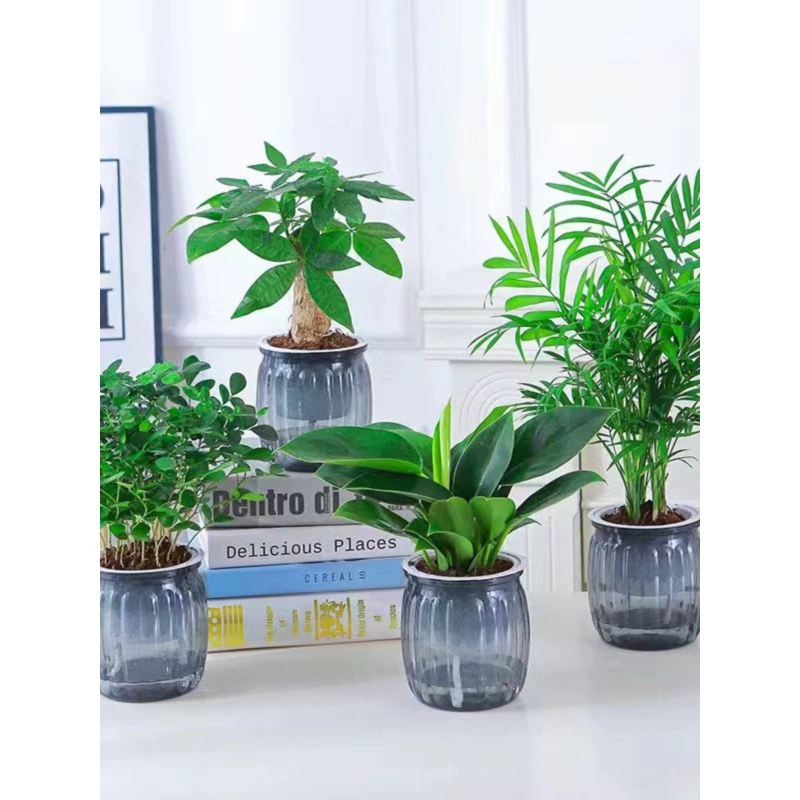 [Набор из четырех частей гидропонной зеленой посадки] дерево удачи