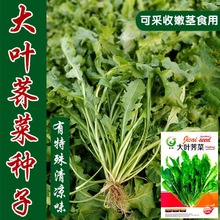 �j�j�˷N�Ӵ��~�̨�ļ������㶬���߲˷N���ݲ˷NҰ��ܸܸ�˲˷N