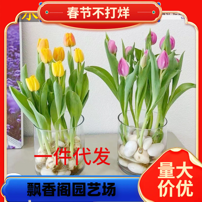 Dropshipping Native Tulip Bulbs, Flower Seeds, Soil Culture Flower Pots, Double-Petal Dutch Flowers That Bloom in All Seasons and Are Easy to Live on the Balcony