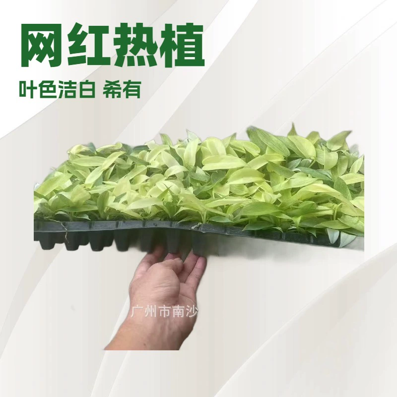 Модное комнатное растение «Флоридский призрак монстеры», суккулент, горшечное, вечнозелёное, для всех сезонов