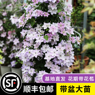 Clematis Large Seedling Potted Climbing Plant Utopia Blooms in All Seasons with Double Large Flower Vine Outdoor Flower Plant
