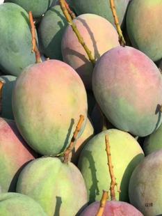 ���Ԯa���N���Ĵ���֦���Pâ�����r����Ƥˮ������������]