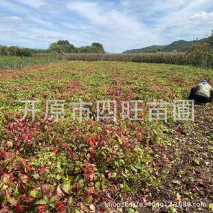 2024 Autum Supply of American Large-Leaf, Three-Leaf Brocade and Five-Leaf Brocade Seedlings for Covering and Protection Manufacturers