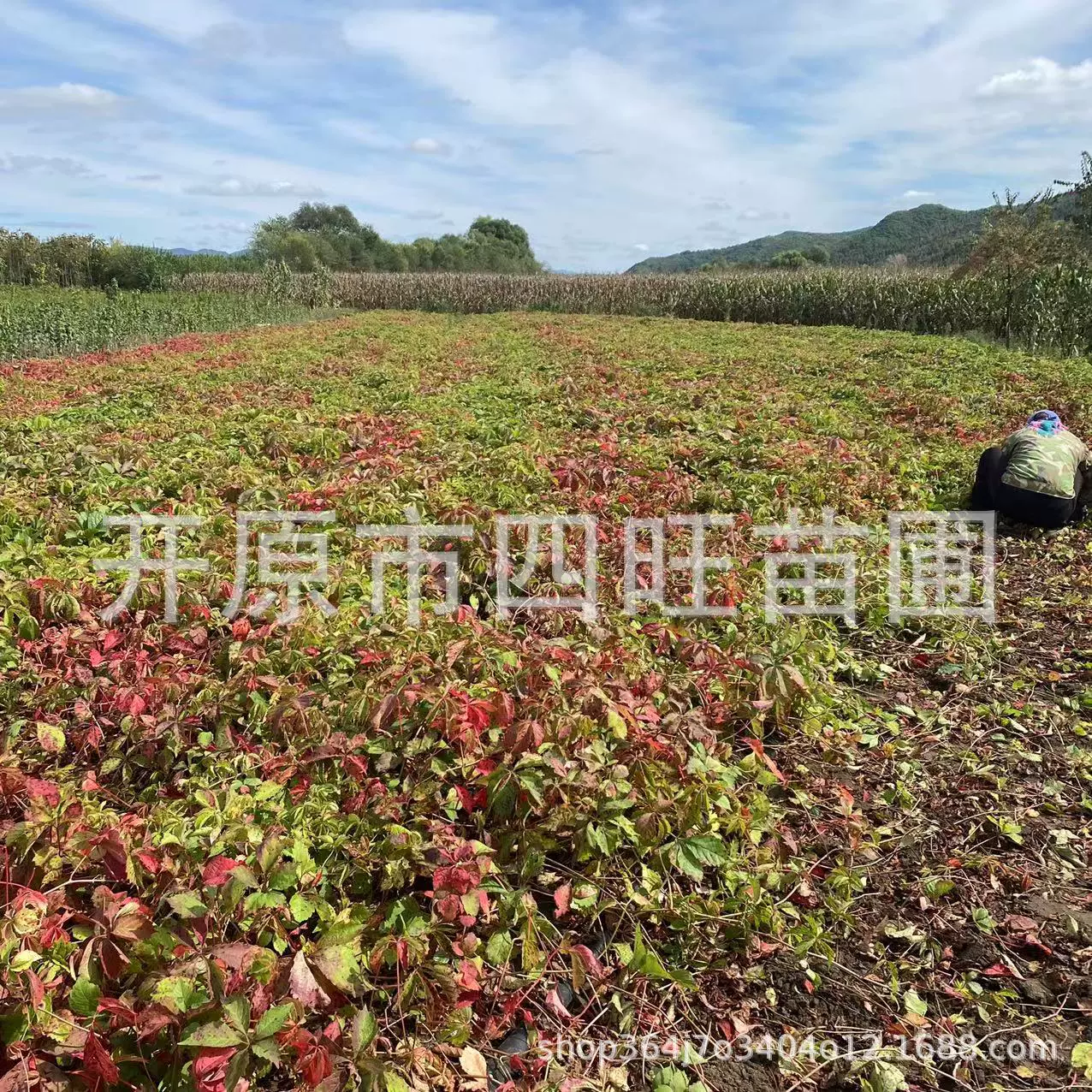 Поставка американского Big-лист Trifoliage пяти листьев Дифолии рассады покрытие защиты