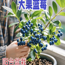 蓝莓苗新品种h5蓝莓树果苗南方北方种植地栽盆栽正宗蓝莓树苗