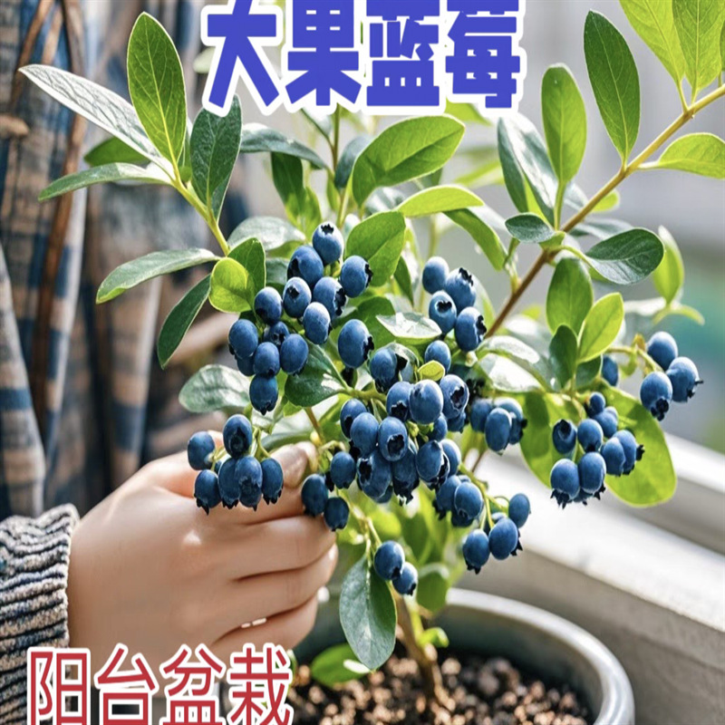 蓝莓苗新品种h5蓝莓树果苗南方北方种植地栽盆栽正宗蓝莓树苗