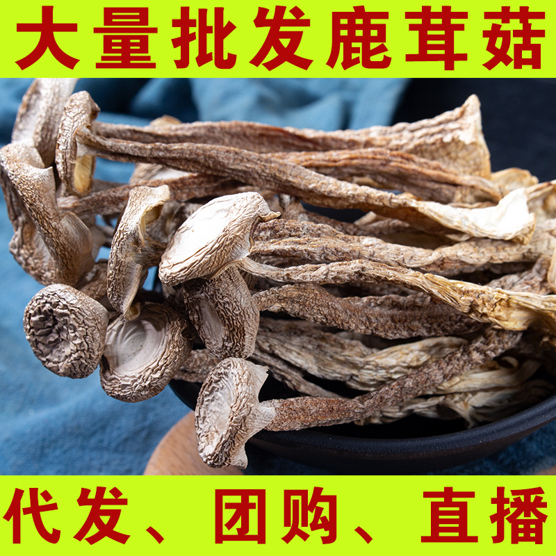 菌菇批发