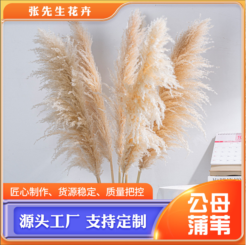 白色母蒲苇公母蒲苇干花潘帕斯草花材灰毛大芦苇蒲大小芦苇干花束