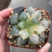 玉潭寿锦Haworthia 'Gyokutan'  Variegata十二卷玉露寿玉扇万象