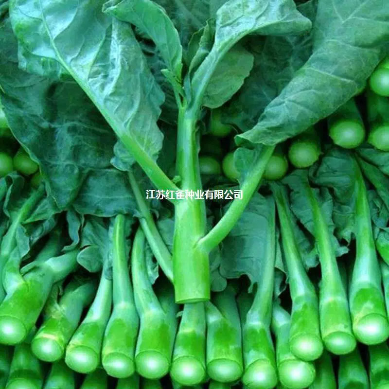 Семена китайской капусты Four Seasons Семена овощных культур Балкон Китайская капуста Рапс Зелень Семена Рапс Семена Daquan Сельский дом
