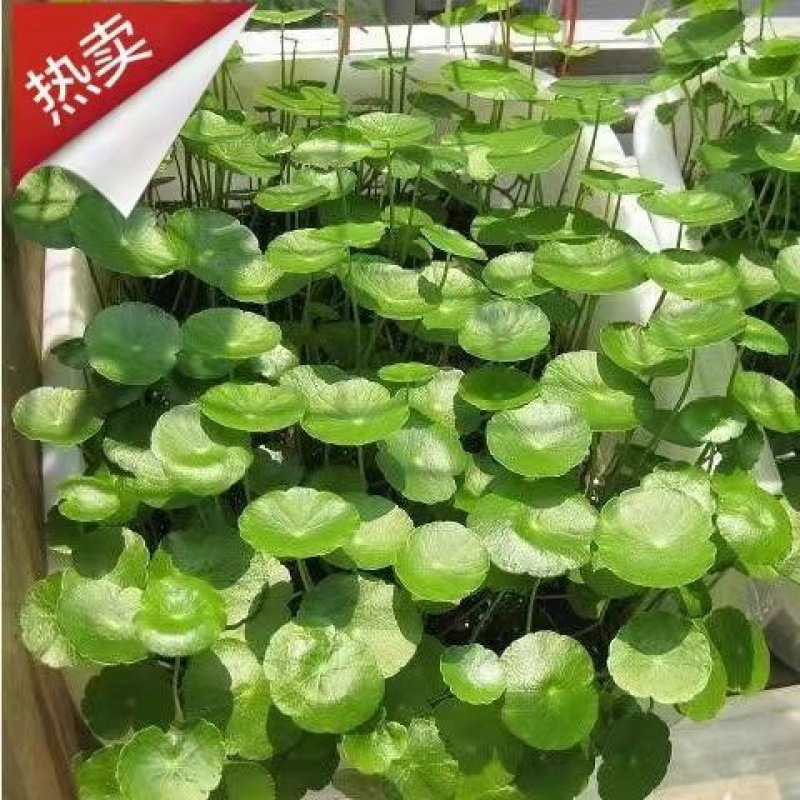 Copper Coins Attract Wealth, Hydroponic Plants, Office Desktop Potted Money Florals, Indoor Water-Raised Green Plants That Absorb Formaldehyde