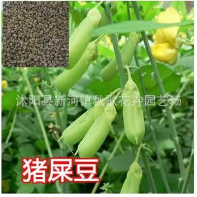 Crotalaria Фасоль Семена Звонящие Колокольчики Фасоль Белый Горький Зеленый Дикий Арахис Дикие Горькие Бобы Свинья Навоз Зеленые Ежегодные Травы