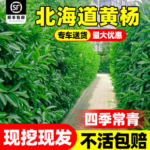 �������S�������h�ʠ������G�h�ļ������ͺ��������~�G��ֲ��