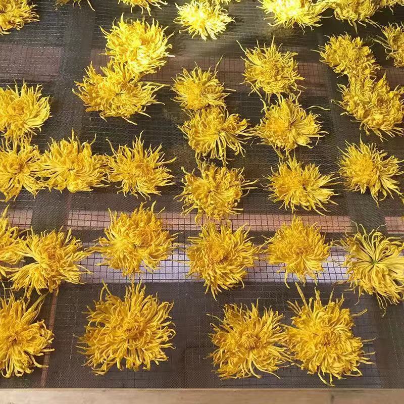 Golden Silk Chrysanthemum Tea Jin Si Huang Ju Large Blooms Loose Herbal Flowers 1000g in use