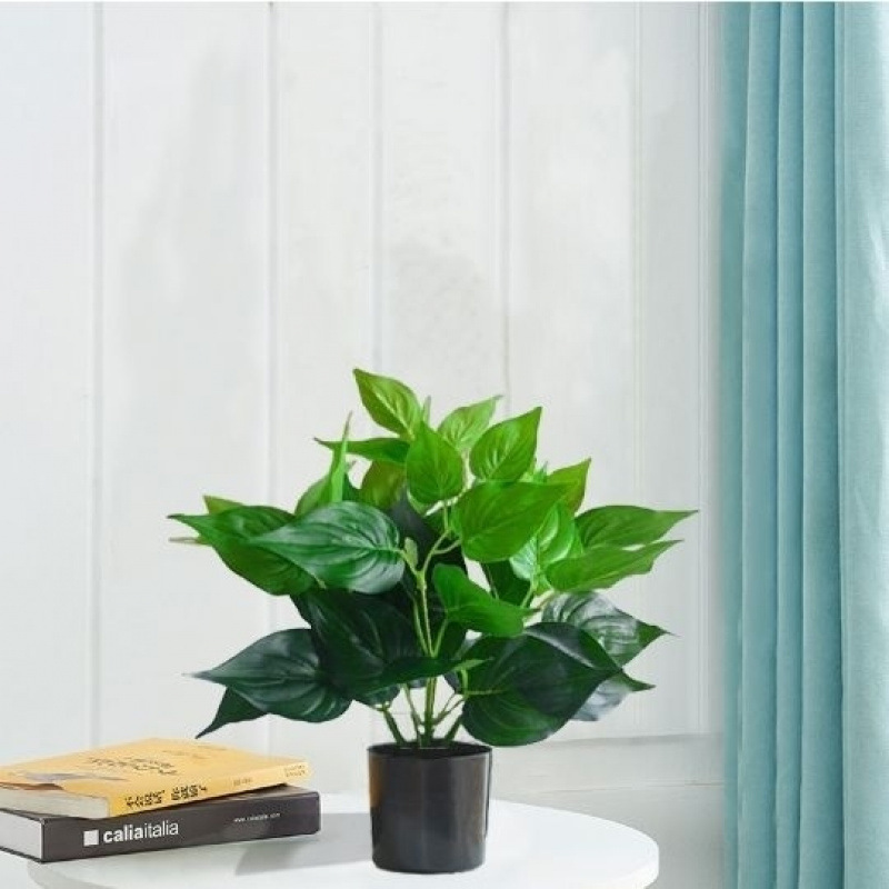 モンステラ 大型鉢植え 水耕栽培 大葉植物 古い杭 リビングルーム 大型緑の植物 花 オフィス オープンバックで富を引き寄せる|undefined