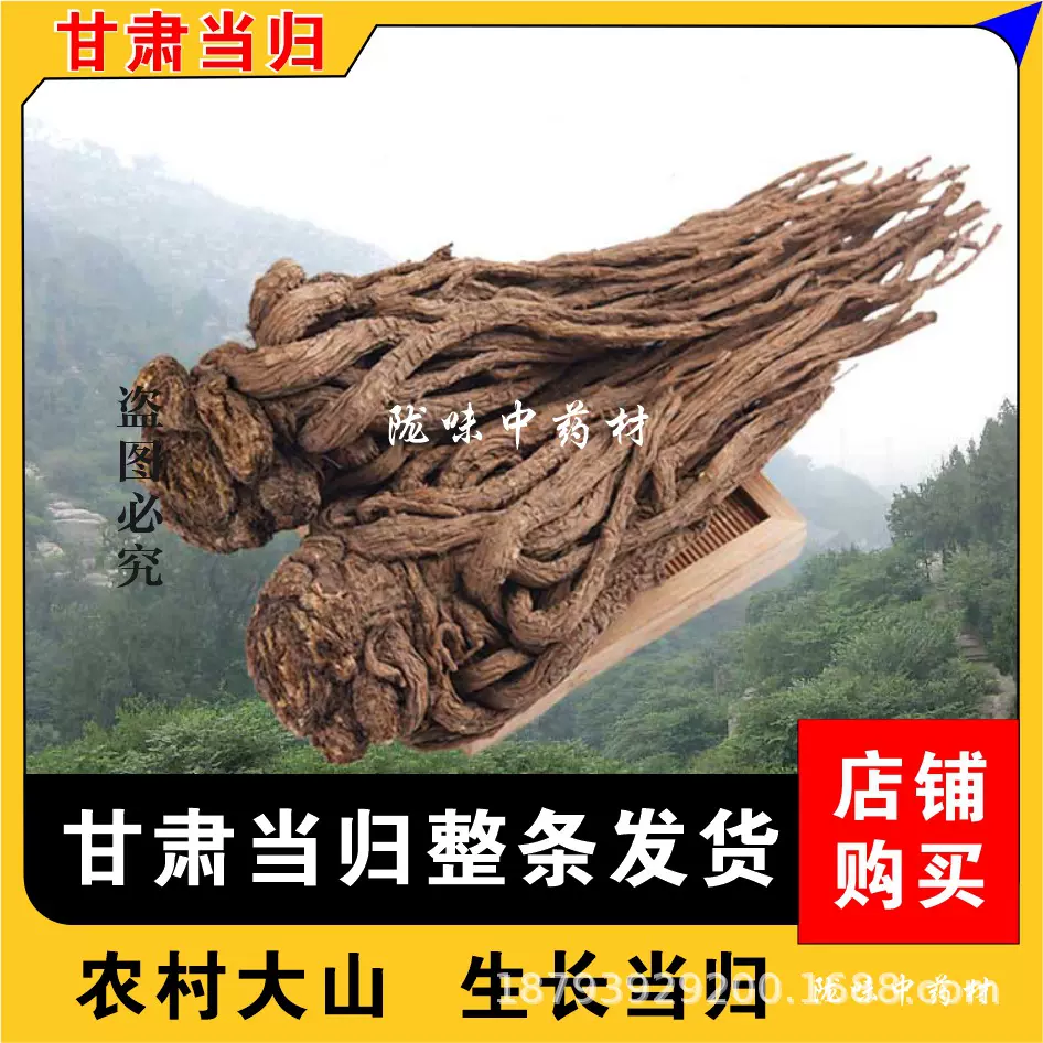 甘肃岷县当归自然晒干味浓大当归产地批发当年新当归药味浓