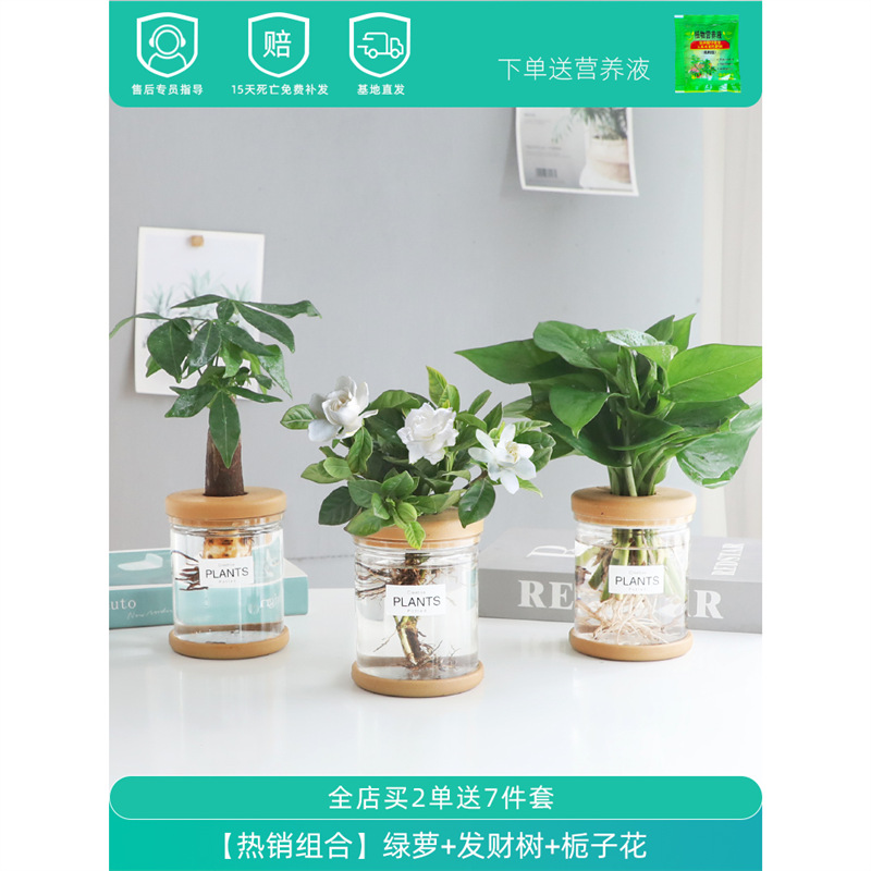 Plantas hidropónicas en maceta de flores de oficina de flores pequeñas plantas verdes en todas las estaciones, fácil de cultivar plantas en maceta de agua suculenta.