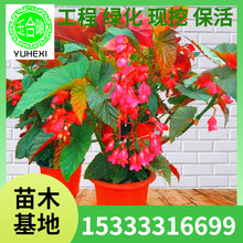 l񹝺ĻԴ~cļ~ﺣľGֲ҃Ȼ