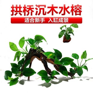 Banyan Tree Water Banyan Sunken Wood Lazy Water Plant Fish Tank Landscaping Novice Oxygenated Volcanic Stone Freshwater Live Grass Negative Plant