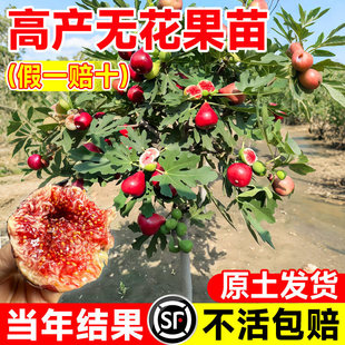 �o����������ش������ˮ�������t�Ϸ������Nֲ�����̨�ļ��ͺ�
