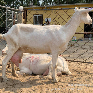 ������ɽ��a����8����_����ɽ�� �P������ ��ɽ����