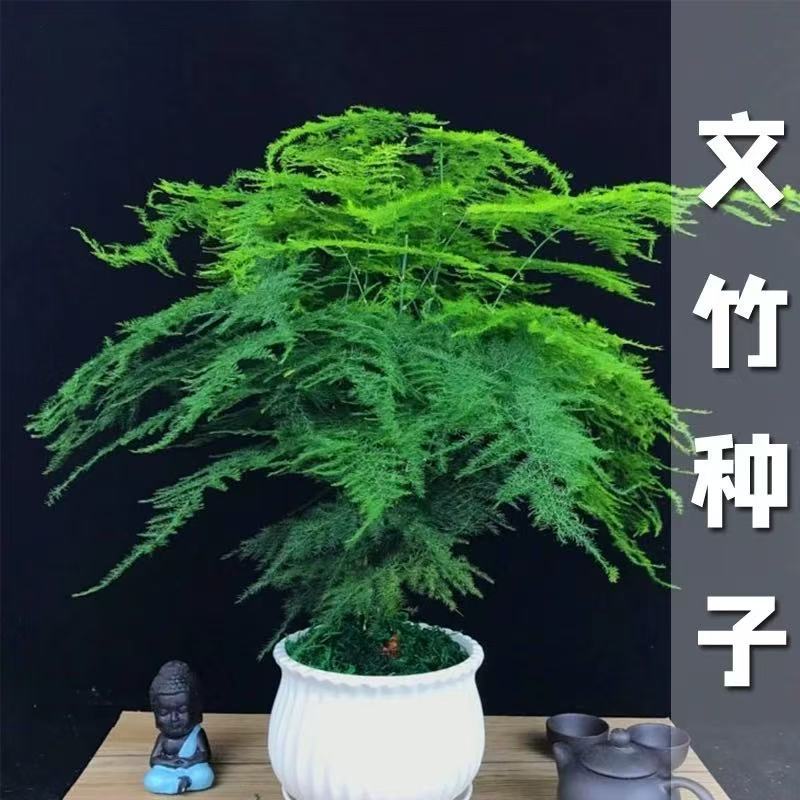 文竹种子四季易活室外阳台庭院花卉盆栽常绿花草植物观叶易种种籽