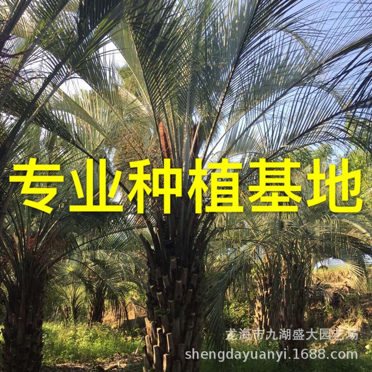 浙江河南布迪椰子树批发 福建布迪椰子基地江苏上海布迪椰子价格