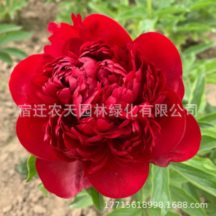 Peony Root Block with Buds, Peony Root, Peony Flower Root Ball, Flowering Indoor Courtyard Green Plant Potted Plant