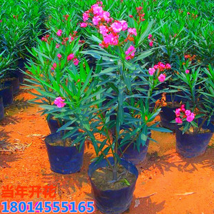 ���l�A���Ҙ������ԾG����ľͥԺ�ϱ����Nֲ�������~��С��A����