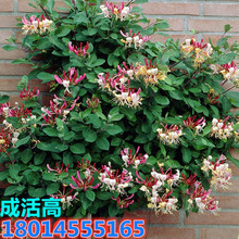 ���l���y��С�� �����x���٘��� �̨ͥԺ�ļ��_������ֲ���ϱ���