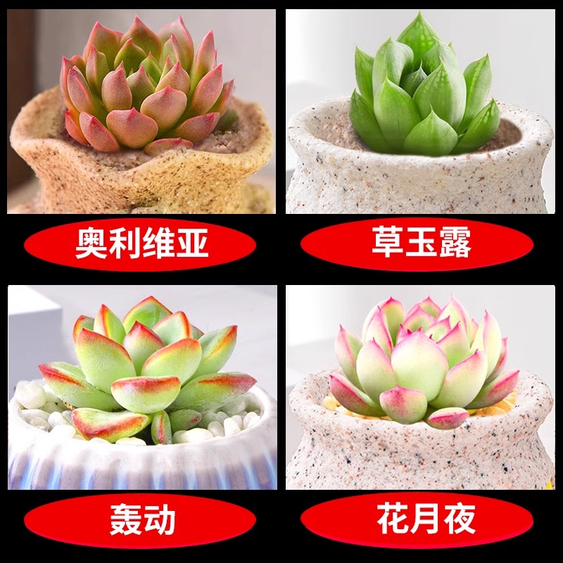 올리비아 + 그래스 제이드 듀 + 센세이션 + 플라워 문 나이트