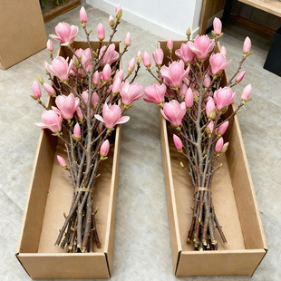 ˮ�����m���r��֦�������D÷��֦�t÷�r�����҃Ⱥ��B�ļ�ֲ��