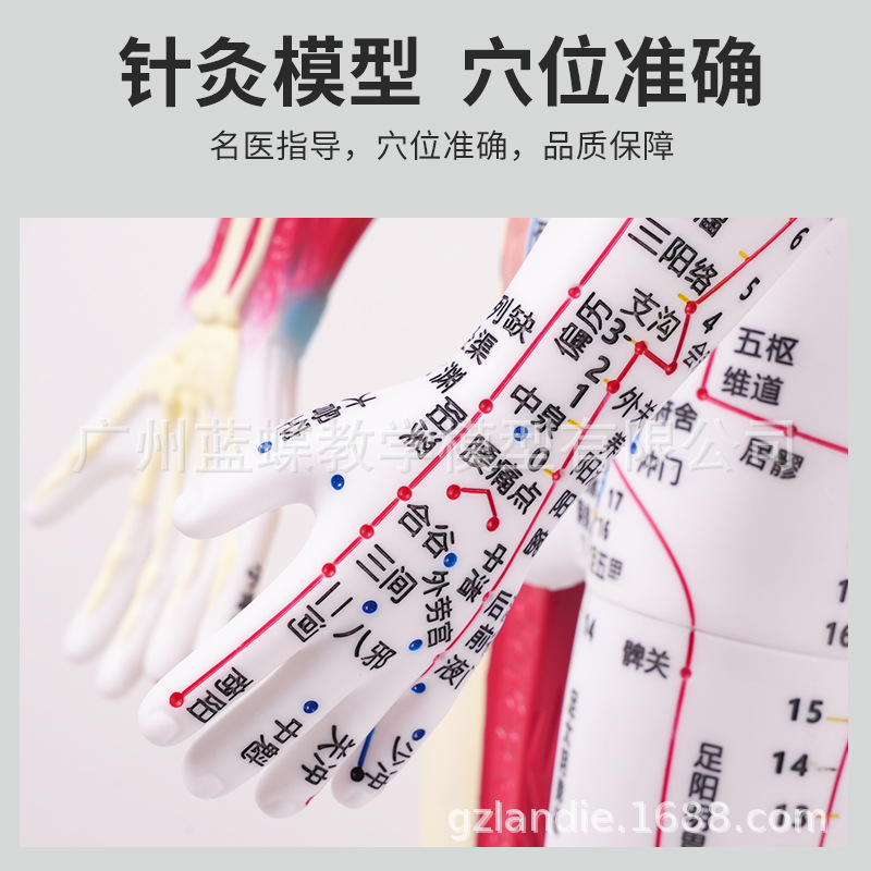 ���ֳ�����������Ѩλģ����İ�Ħ��ѧģ��60CM��Ƥ�뼡����ģ��