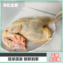 土三黄新鲜冷冻发货深山农家散养老鸡商用家用土鸡柴鸡笨鸡走地鸡