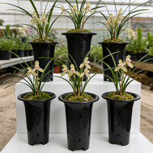 �m������������ˮ�������ϴ�̖�m�������ɫ�ȿ�͸��Ӻ��m����