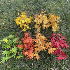 屋外の装飾の木の枝のシルクの布の鶏の爪の形のカエデの葉の結婚祝いのシミュレーションの花の道の花の撮影の道具の鶏の爪の葉